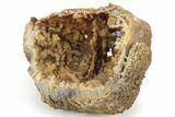 Agatized Fossil Coral Geode - Florida #188123-1